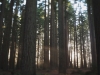 redwoods 5